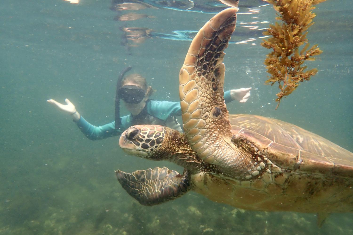 一名<a href='http://dt9a2.0099fff.com'>bv伟德ios下载</a>学生在Galápagos群岛游学途中与一只巨龟游泳.